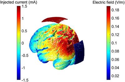 Understanding the effects of cortical gyrification in tACS: insights from experiments and computational models